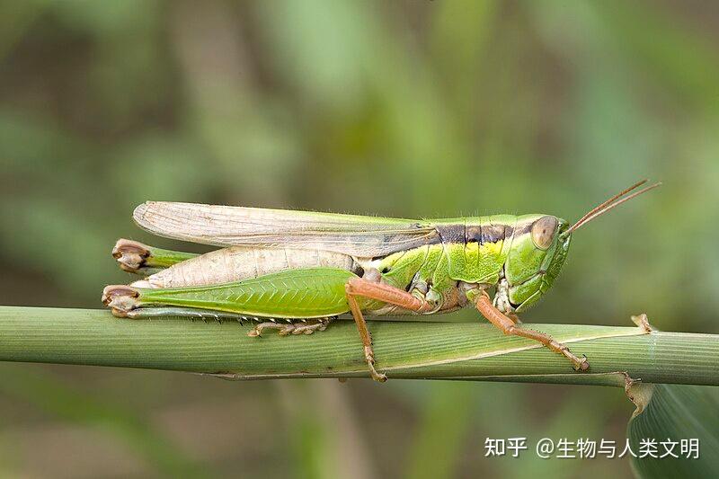【动物界全系列】剑角蝗科—稻蝗亚科（二）：稻蝗 - 知乎