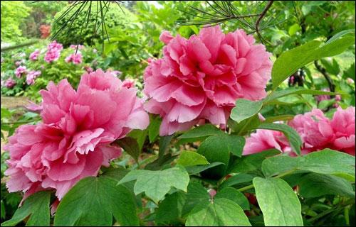 牡丹花叶子枯萎了,怎么办?