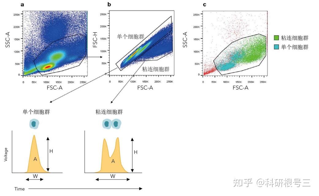 手把手教会你解读流式细胞数据,真的太太太详细了! - 知乎
