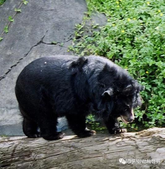 动物世界亚洲黑熊