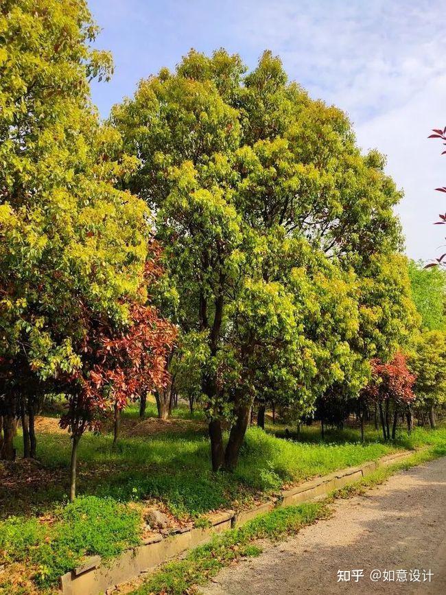 植物库|华东地区常用植物(乔木) - 知乎