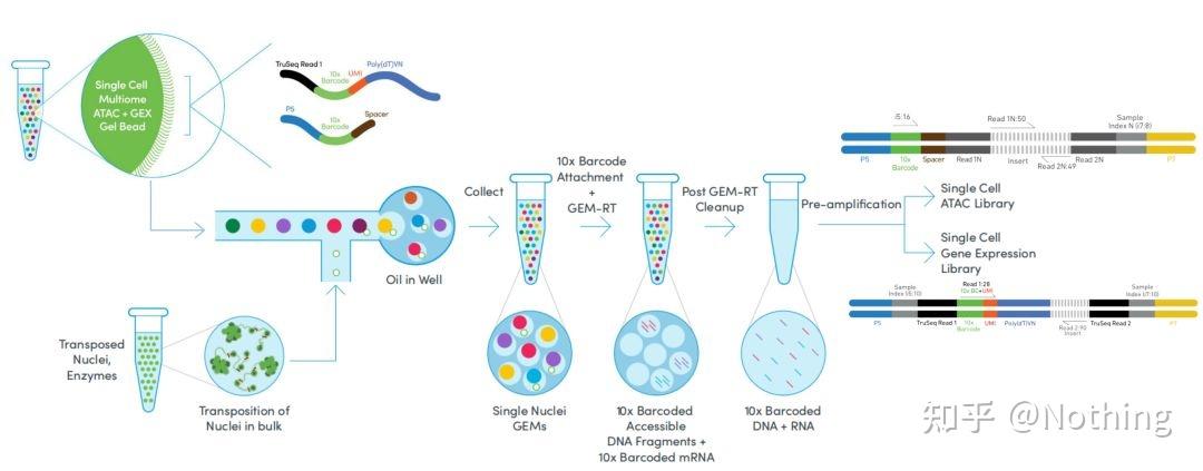 bd-rhapsody-10x-genomics