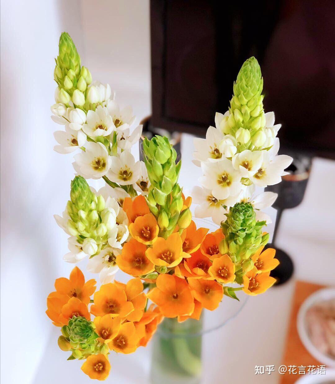 鲜切花圣星百合养护