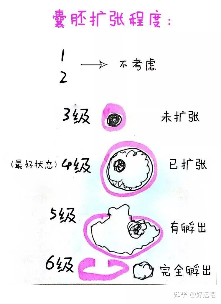什么是好囊胚? - 知乎