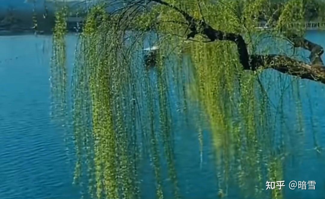 【散文】杨柳青青 - 知乎