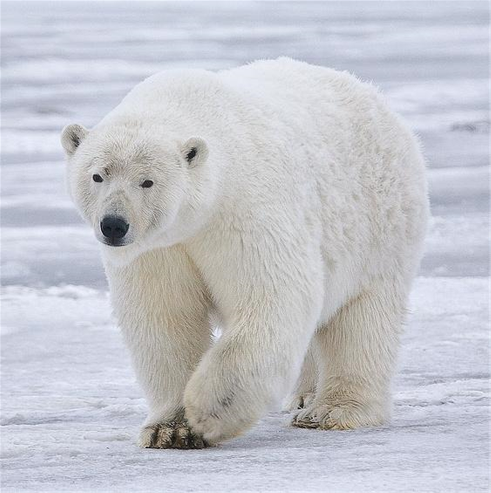 北极熊最大记录图片