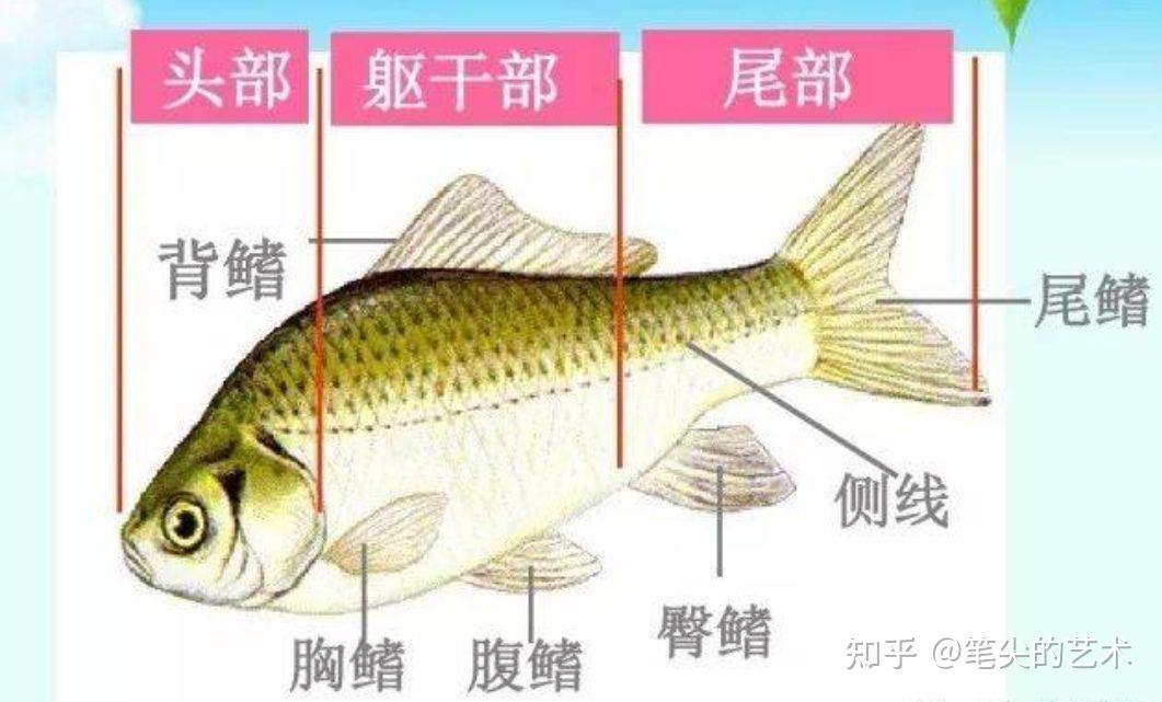 鱼的身体结构图名称图片