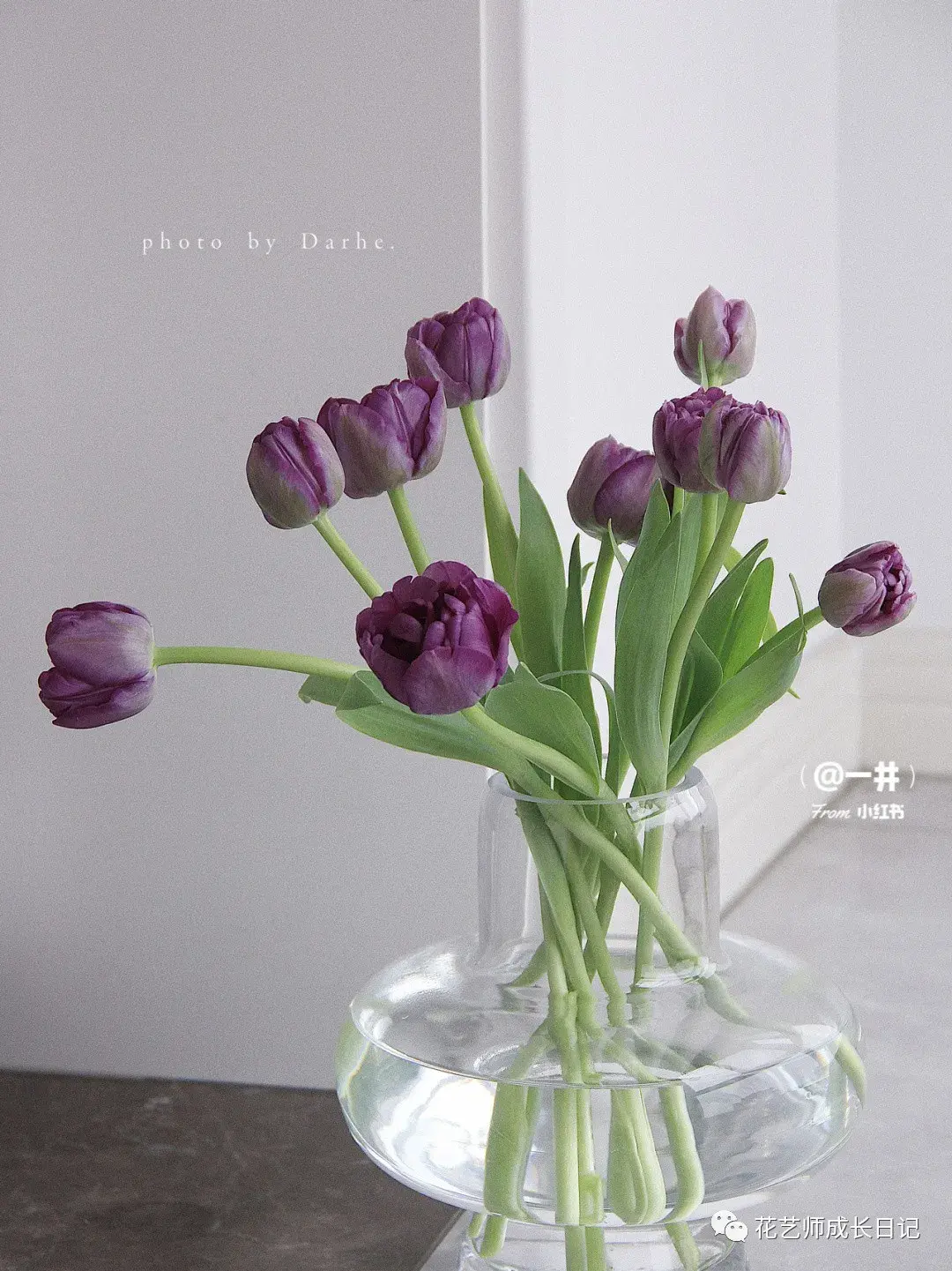 100朵郁金香 | 蓝莓挞重瓣郁金香,带灰色调的蓝紫色花朵~vol.