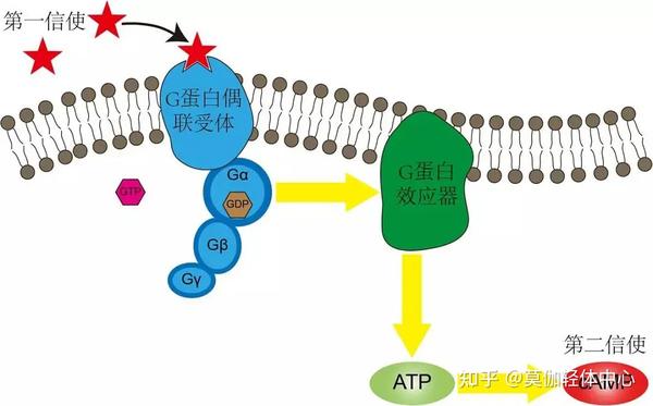 “认识一下,我叫第二信使” - 知乎