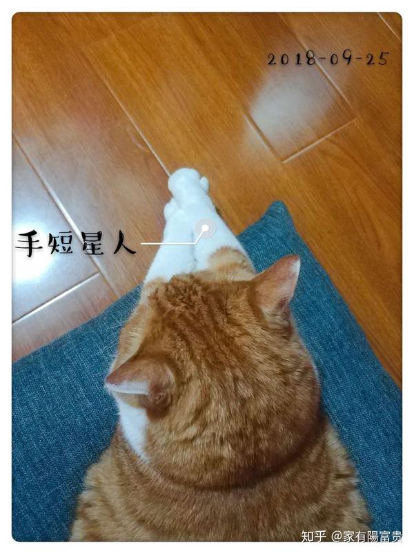猫有哪些帅气的姿势?
