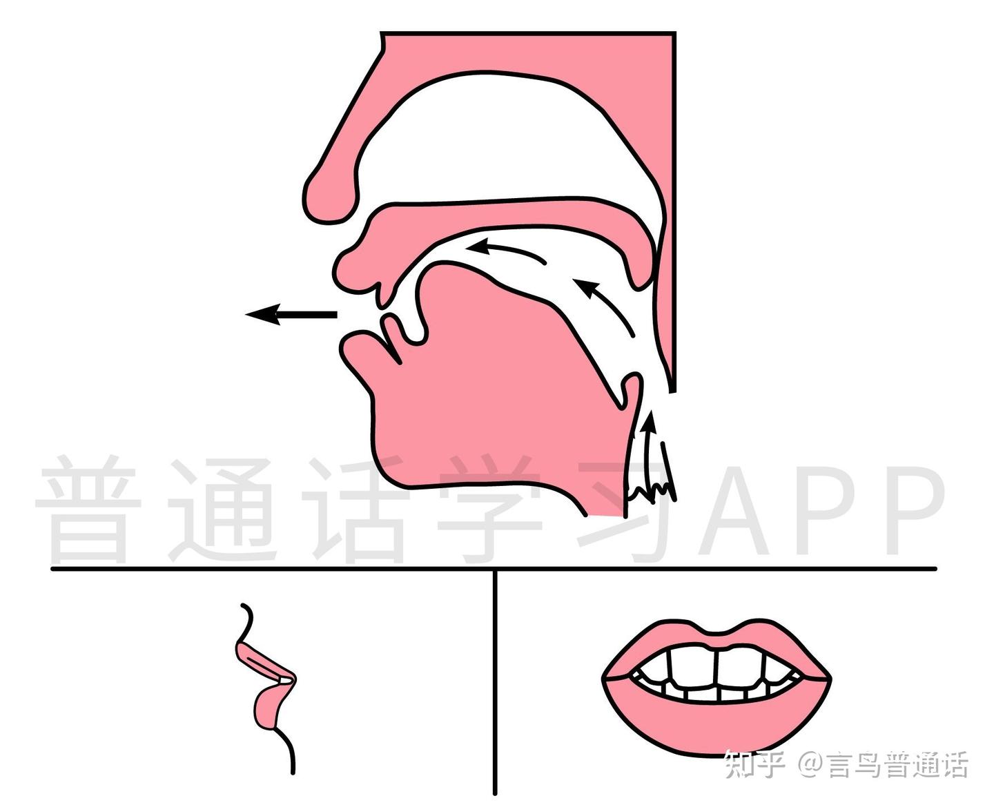 声母篇|普通话中的r和l傻傻分不清?两者的发音区别了解一下~ - 知乎