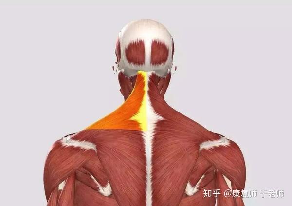 肩斜度,是同一冠状面上(正面看),颈根外侧点,肩峰点的连线,与冠状轴