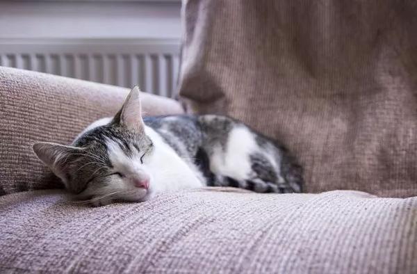 猫对花粉过敏怎么办 知乎 猫对花粉过敏怎么办 知乎
