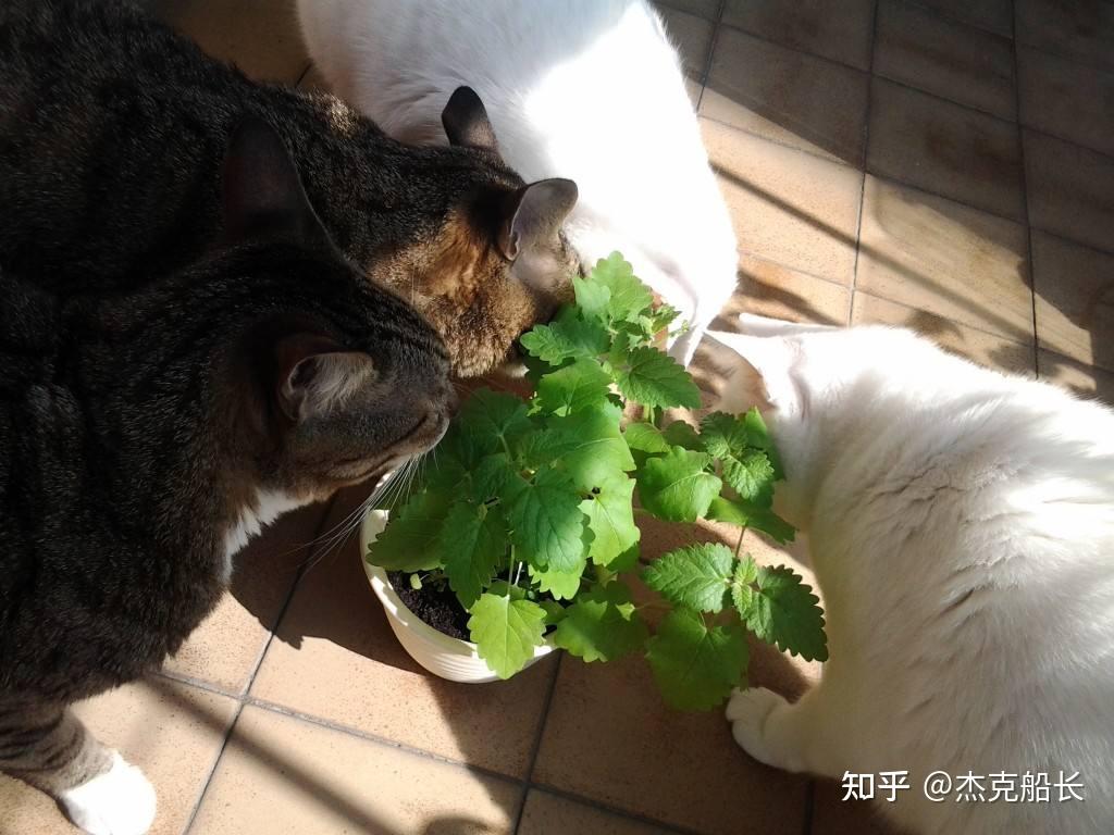 关于猫薄荷，你需要掌握的专业全面的知识 知乎 