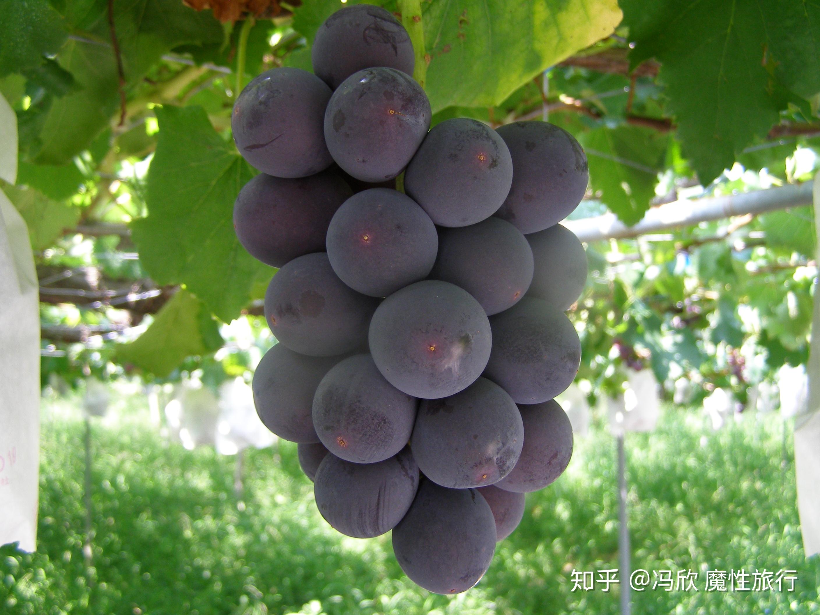 地点山梨面积倒数却是日本最大葡萄产区的山梨