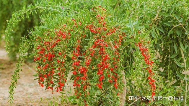 枸杞好吃但不会种?教你一些小技巧,一棵树就能吃一年 - 知乎