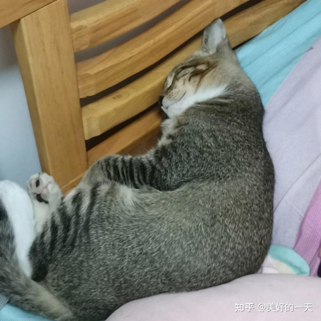原来“雀猫”才是中华神猫,这几点太优秀了,不愧是猫界大哥 - 知乎