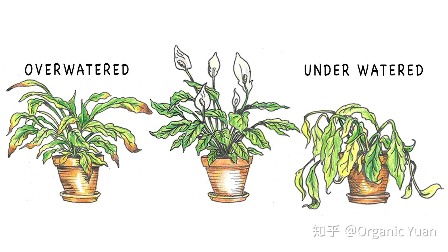 植物的十种死法 知乎