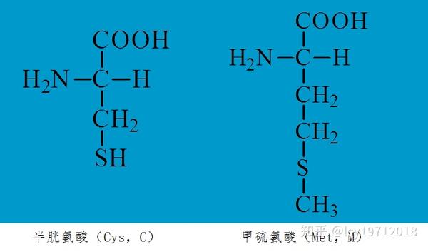 甲硫氨酸结构图图片