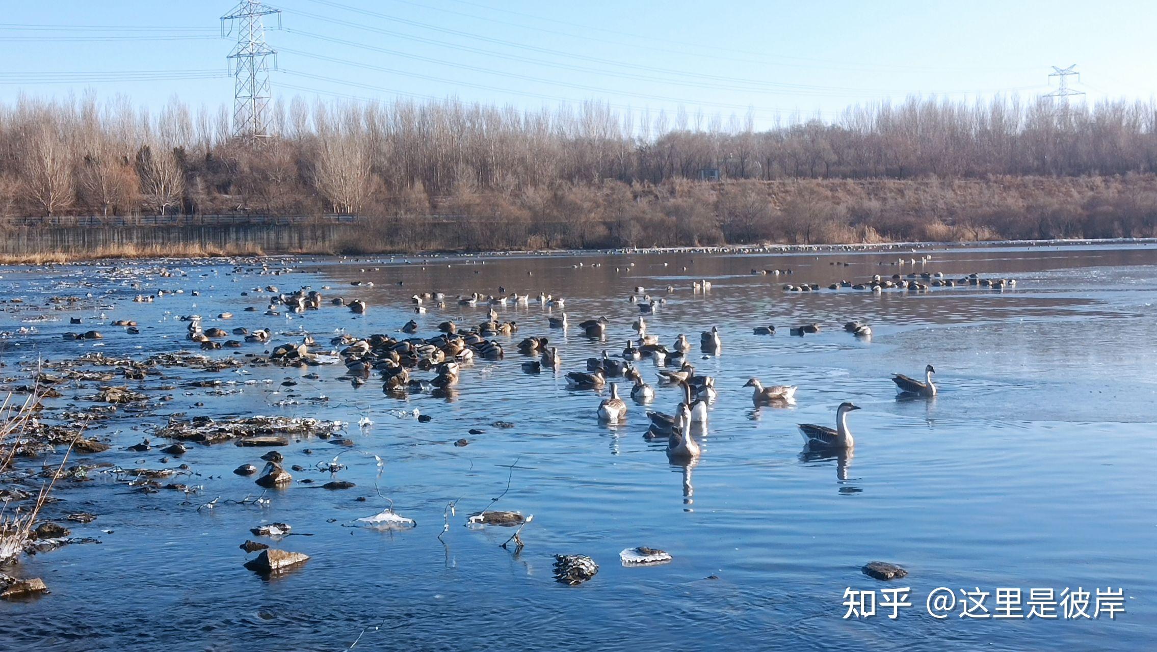 沈阳鸟岛冬天大雁图片