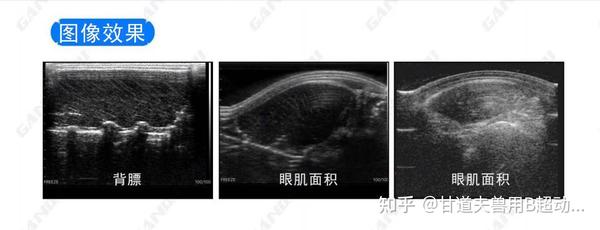 进口背膘眼肌面积测定仪测牛猪背膘眼肌方法 - 知乎