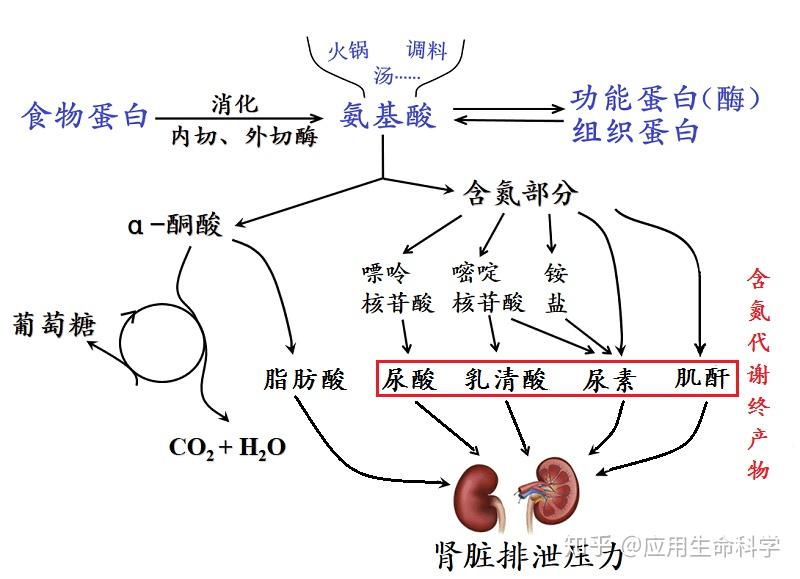 血液中的尿酸和肌酐,以及尿素,乳清酸等,是有机体的含氮代谢终产物,其