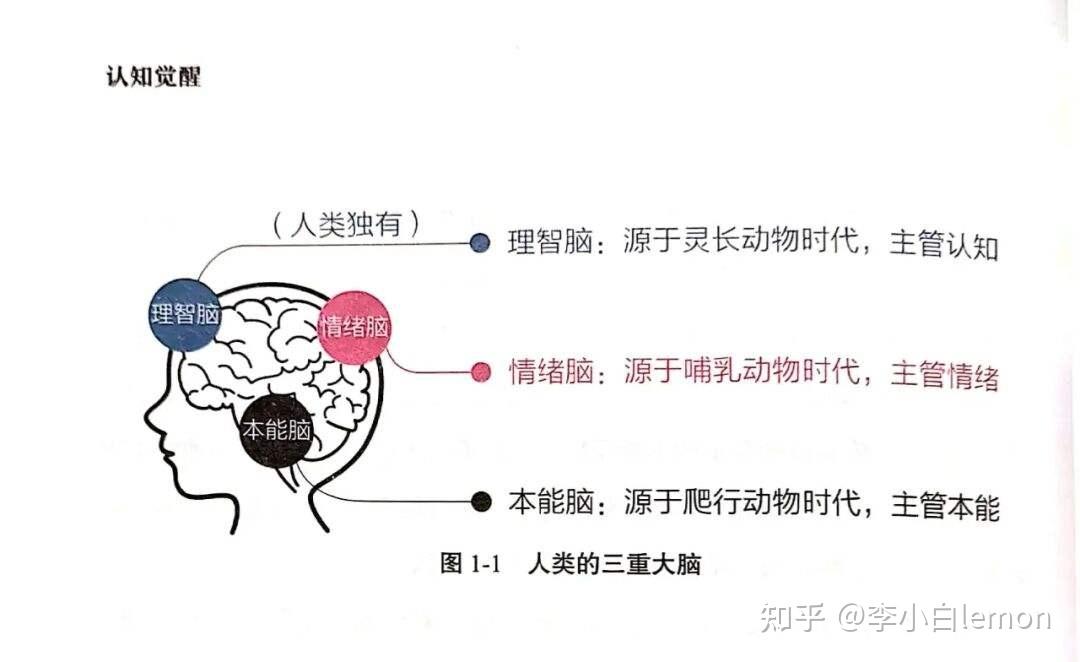 源于灵长动物时代,主管认知情绪脑:源于哺育动物时代,主管情绪本能脑