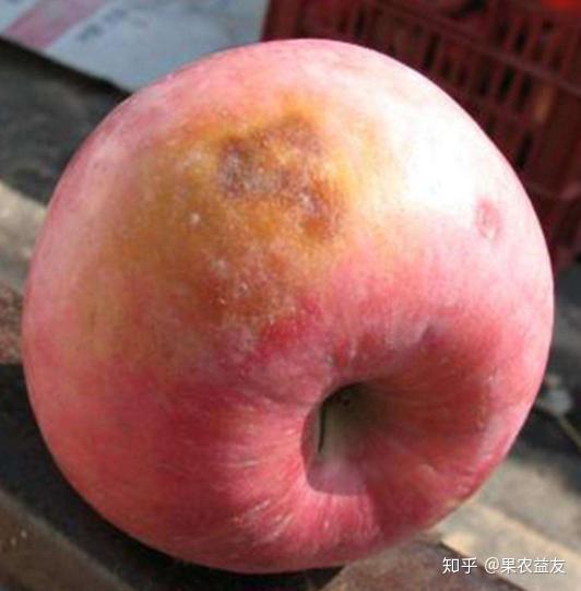 苹果日灼病发生的5大原因分析以及生产常用的4大措施讲解