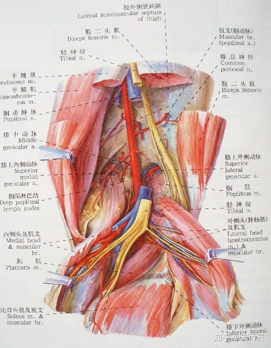 腘窝囊肿解剖位置图片
