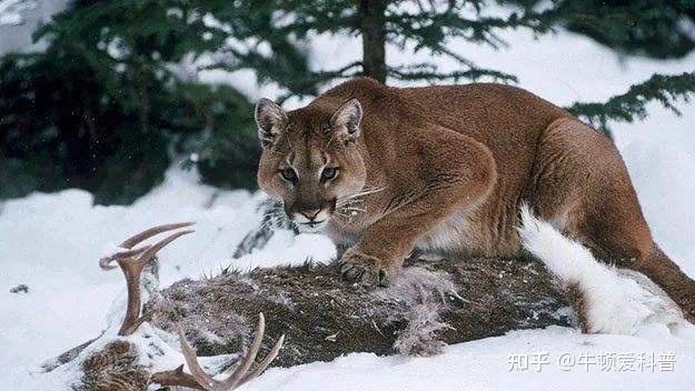 灰狼屢次搶走獅子的獵物貓科和犬科的鬥爭到底誰更勝一籌