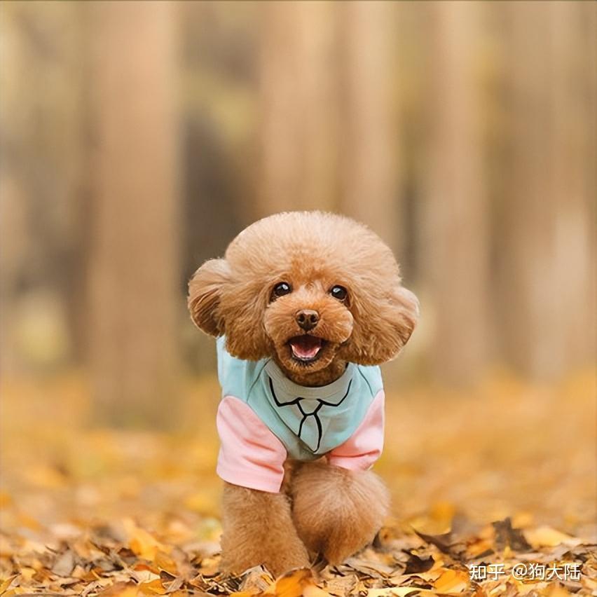 泰迪低至白菜价网友缺点太多再便宜也不敢养