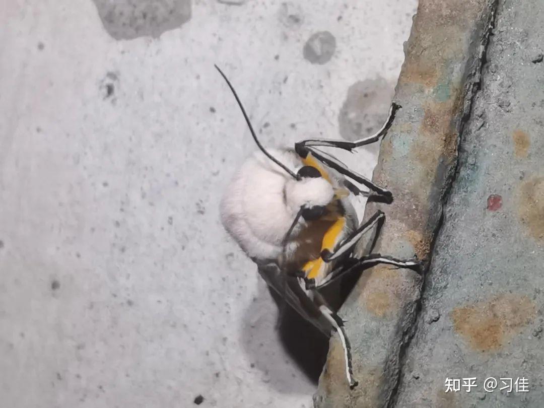 八点灰灯蛾creatonotos transiens