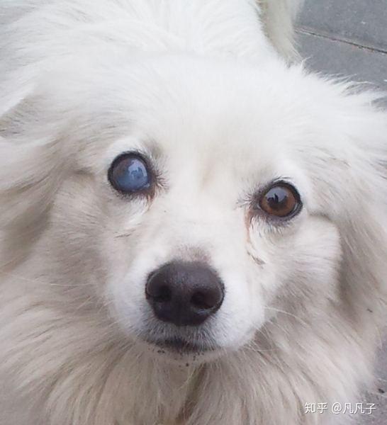 狗狗眼睛变蓝是白内障么