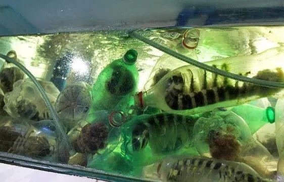 二哥:"矿泉水的瓶子,一瓶装一只皮皮虾"