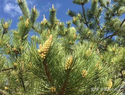 塞上松油松花粉的优势是什么 知乎