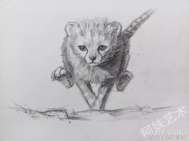 素描教程奔跑的小猎豹