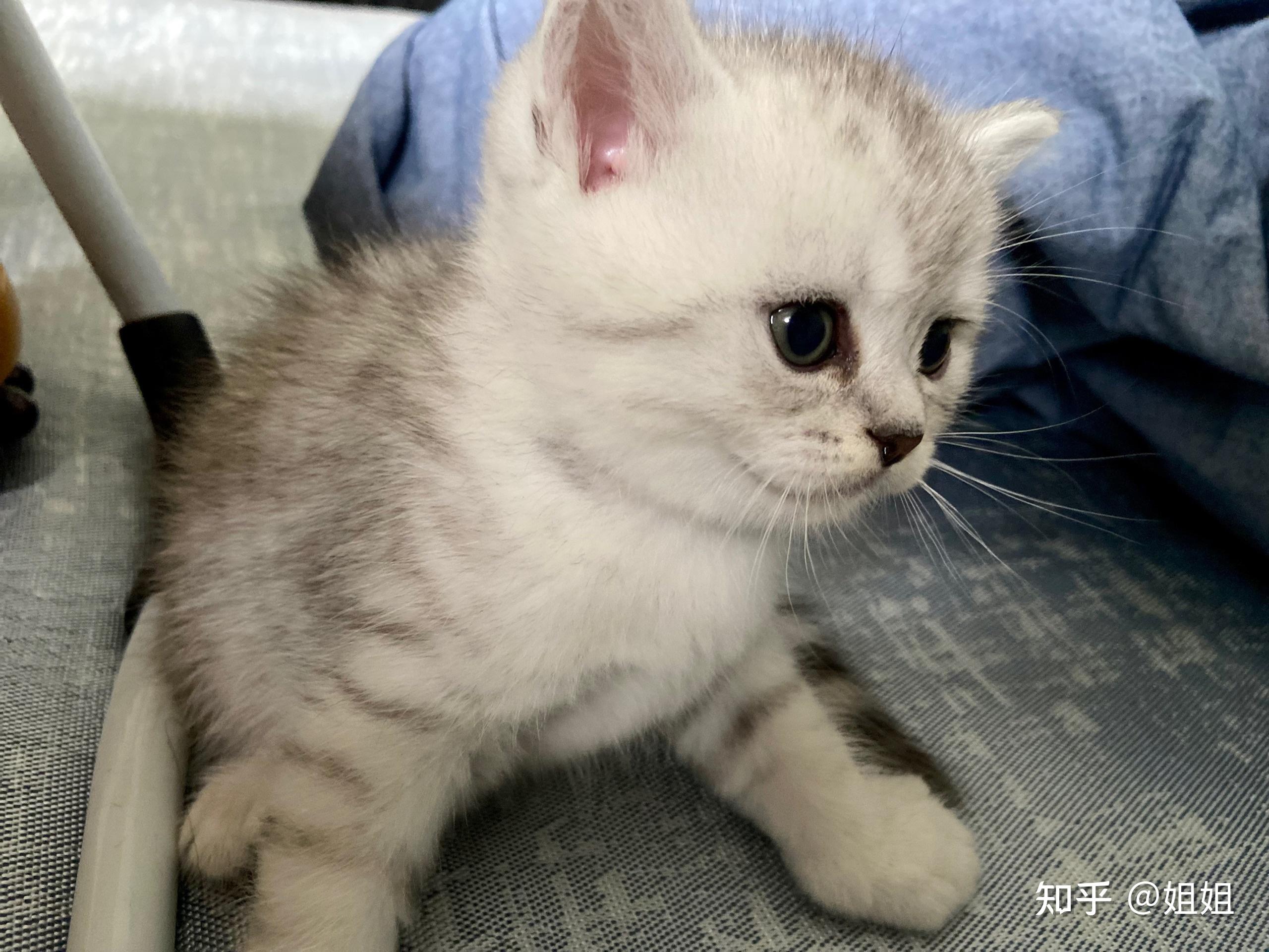 蓝猫和银渐层能配出什么样的小猫? - 知乎