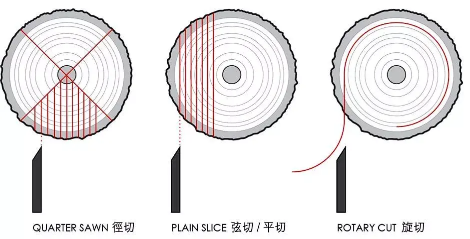 径向切面图片