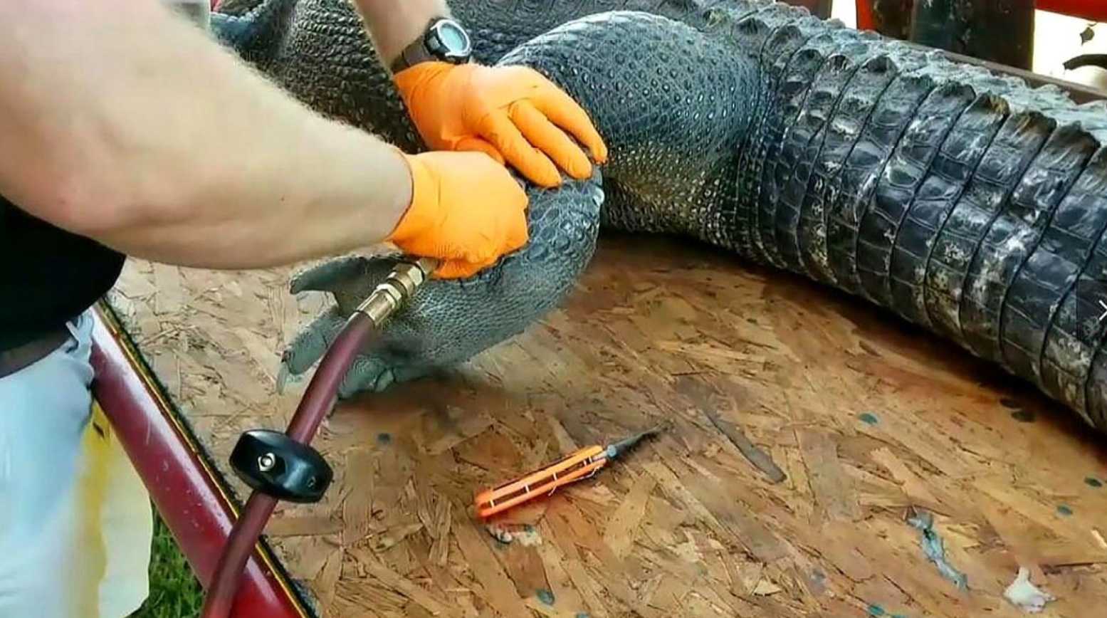 看完鳄鱼剥皮过程,你还想买奢侈品吗?镜头跟拍全过程