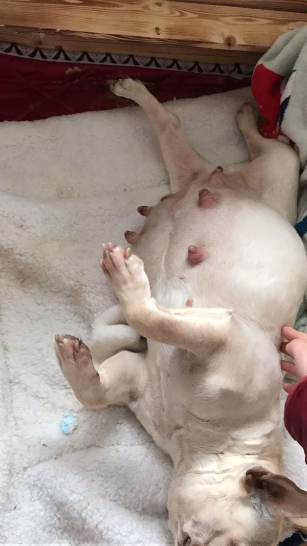 法斗伊布怀孕记