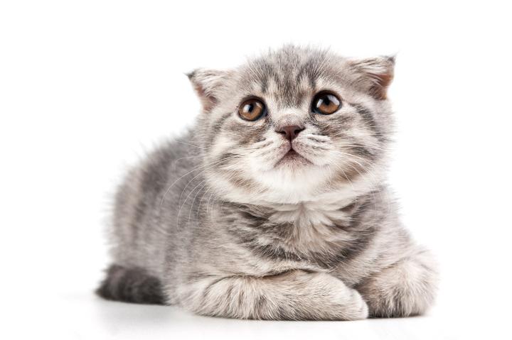 如何去除猫尿 知乎