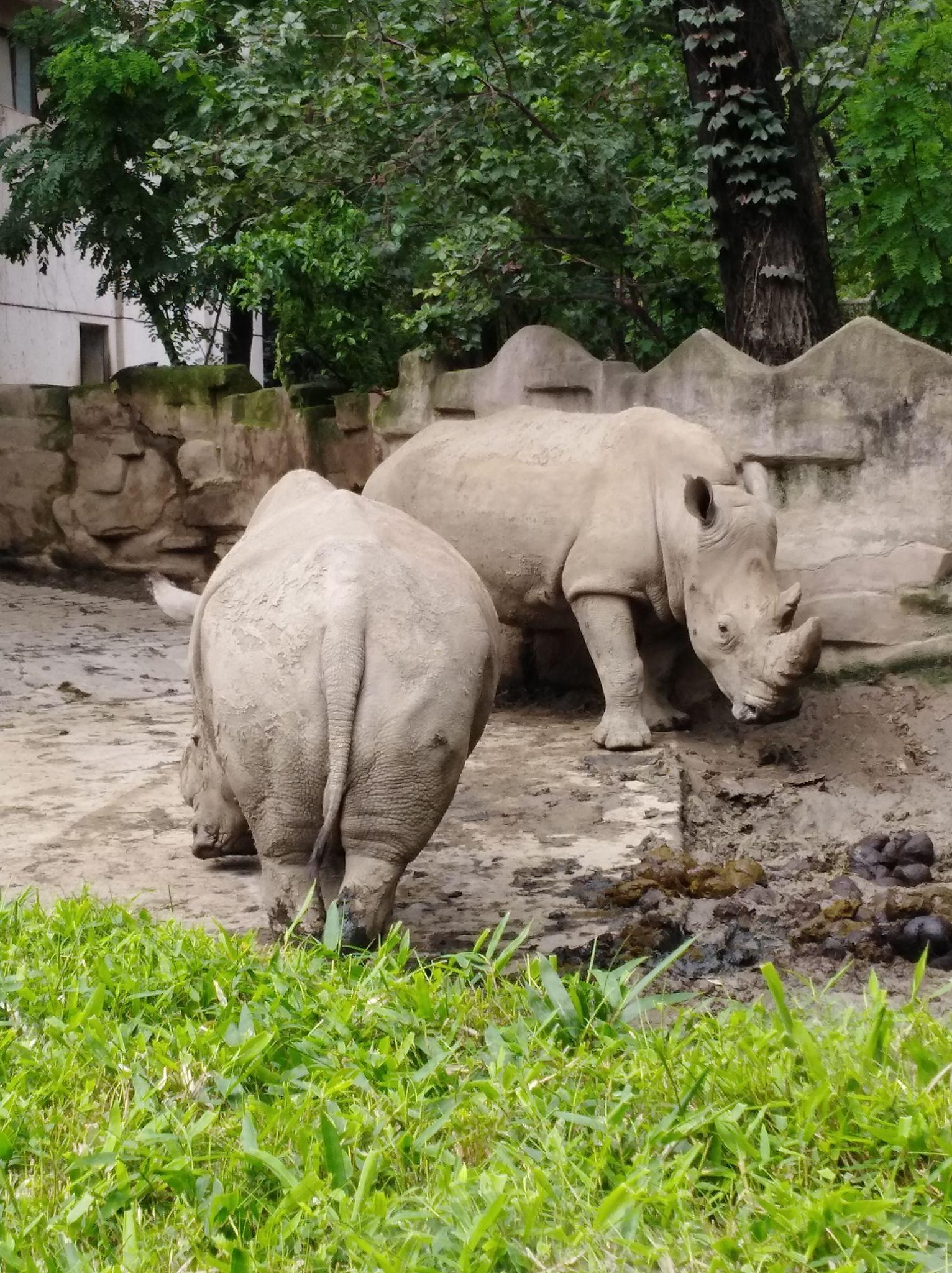 遊玩成都動物園