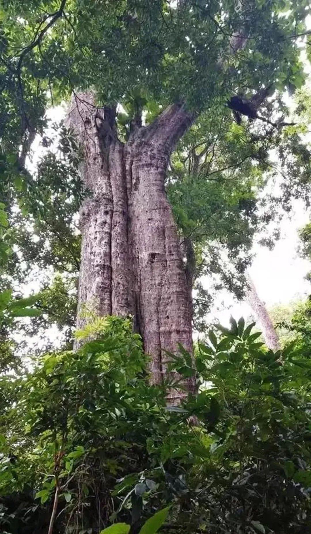 经典传承柚然而生"万木之王"世界名贵材种——柚木 - 知乎