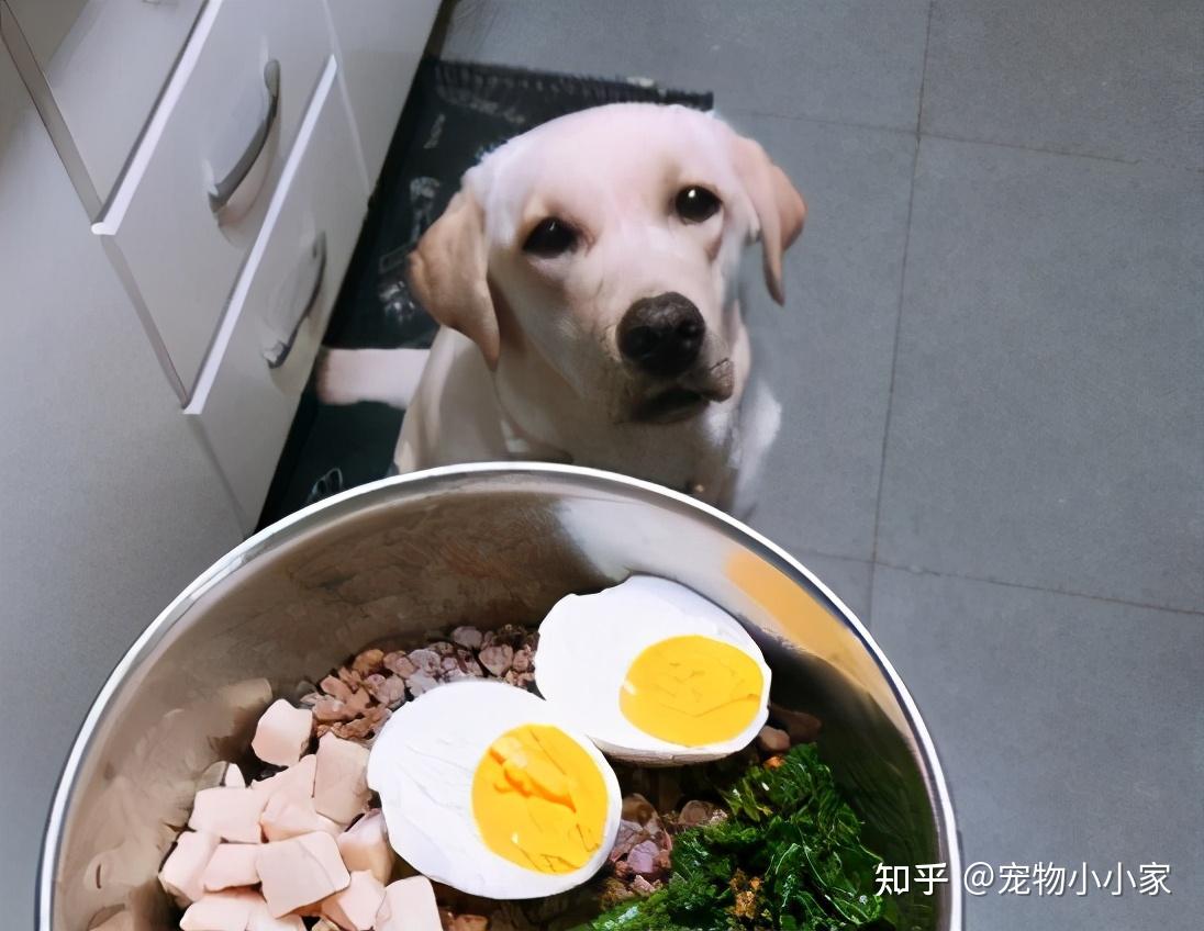 狗狗元气蛋的做法_【图解】狗狗元气蛋怎么做如何做好吃_狗狗元气蛋家常做法大全_小克拉的糖宝_豆果美食