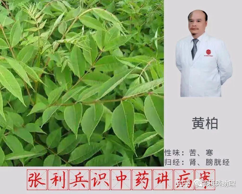 张利兵：“识中药讲病案”第33讲之黄柏的临床应用 - 知乎