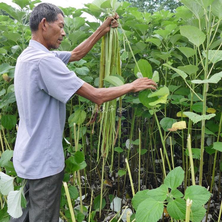 江西苎麻传统一年收三季,农历小满前后收割第一次,称为头麻,头麻的