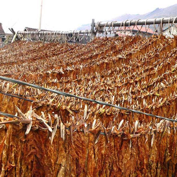 关东烟六道沟夹皮沟黄烟旱烟地理标志性品牌作物 - 知乎