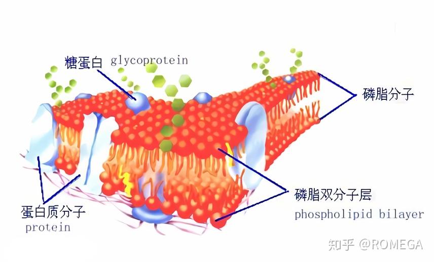 磷脂对人体健康的作用超乎你想象！ - 知乎