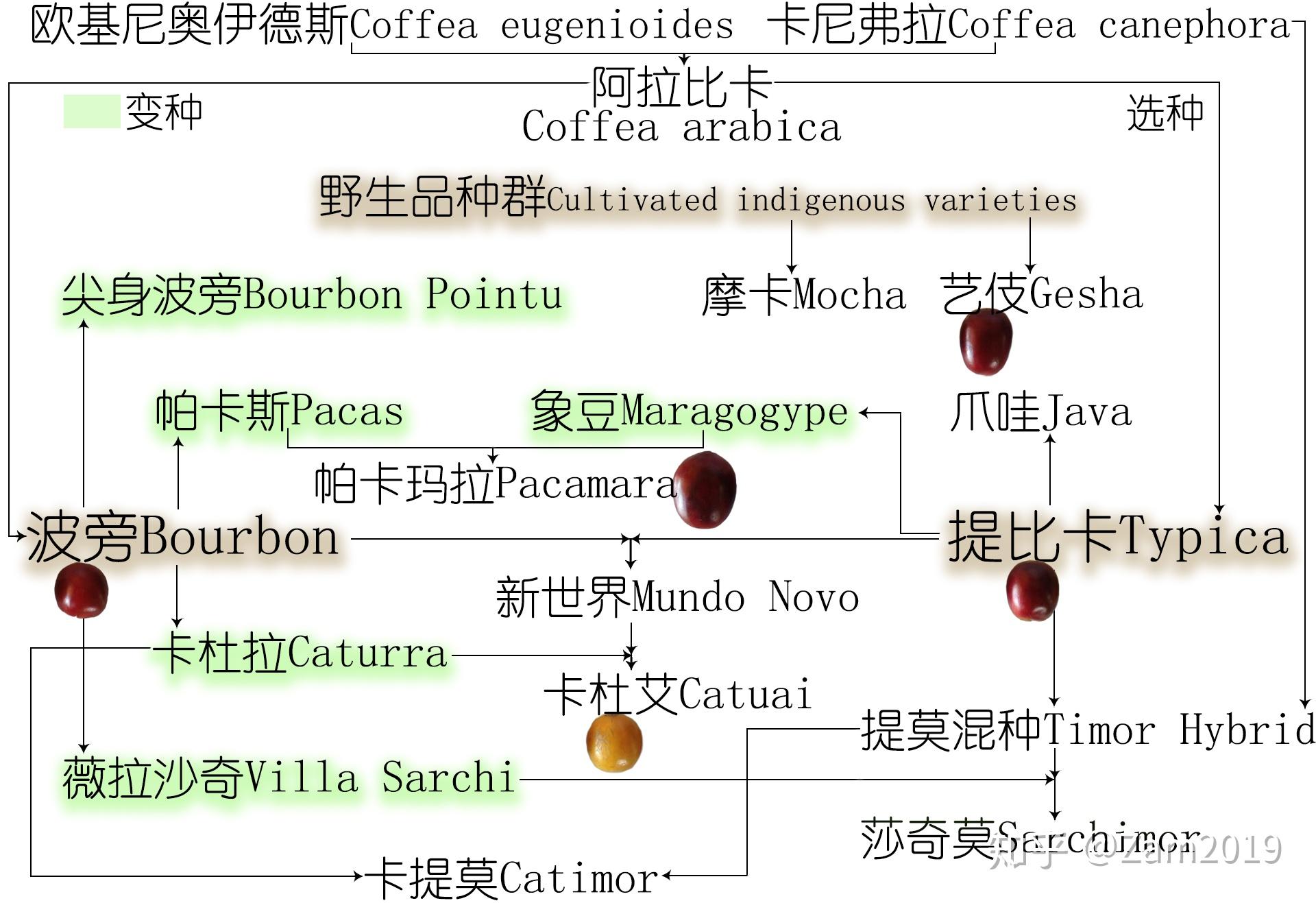 咖啡家族树状图高清图片