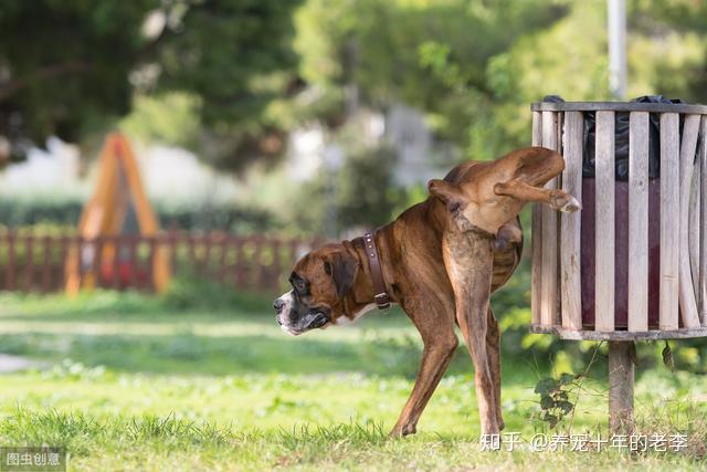 三种方法训练狗狗定点排便,幼犬成犬都适用! - 知乎